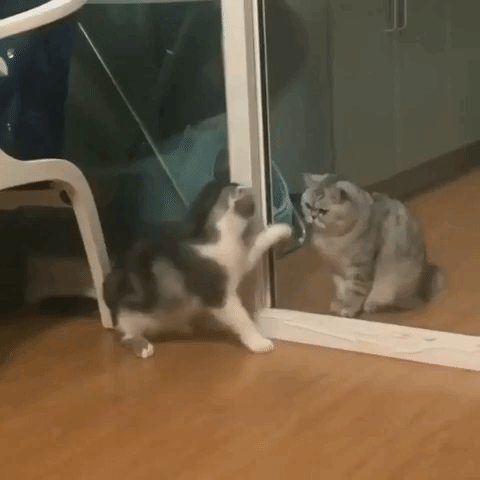 You Will Regret It (17 gifs)