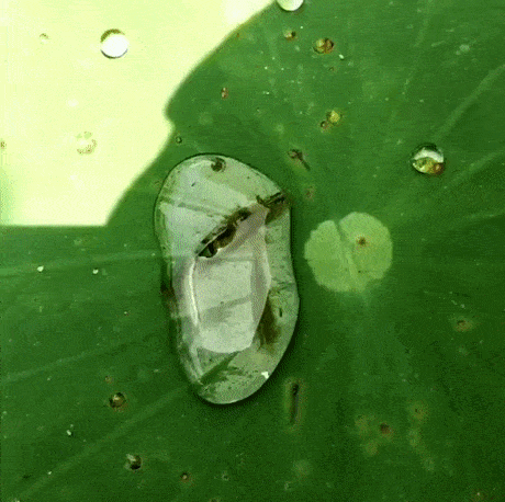 Acid Gifdump, June 24 (25 gifs)