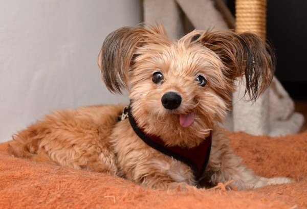 Animals maxing out the derpiness to cuteness ratio (30 pics)