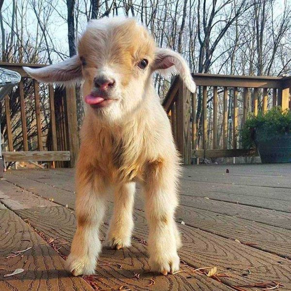 Animals maxing out the derpiness to cuteness ratio (30 pics)