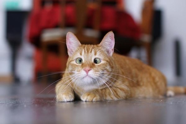 Animals maxing out the derpiness to cuteness ratio (30 pics)