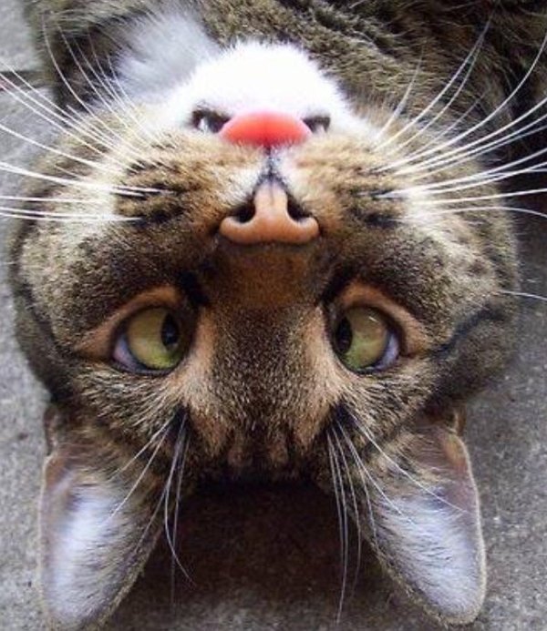 Animals maxing out the derpiness to cuteness ratio (30 pics)