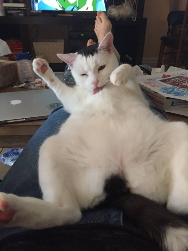 Animals maxing out the derpiness to cuteness ratio (30 pics)