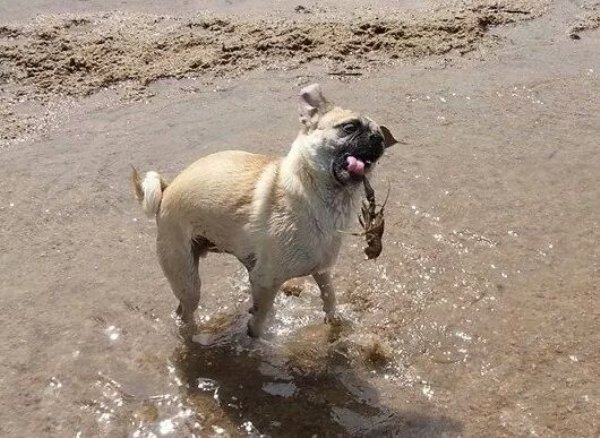 Animals maxing out the derpiness to cuteness ratio (30 pics)