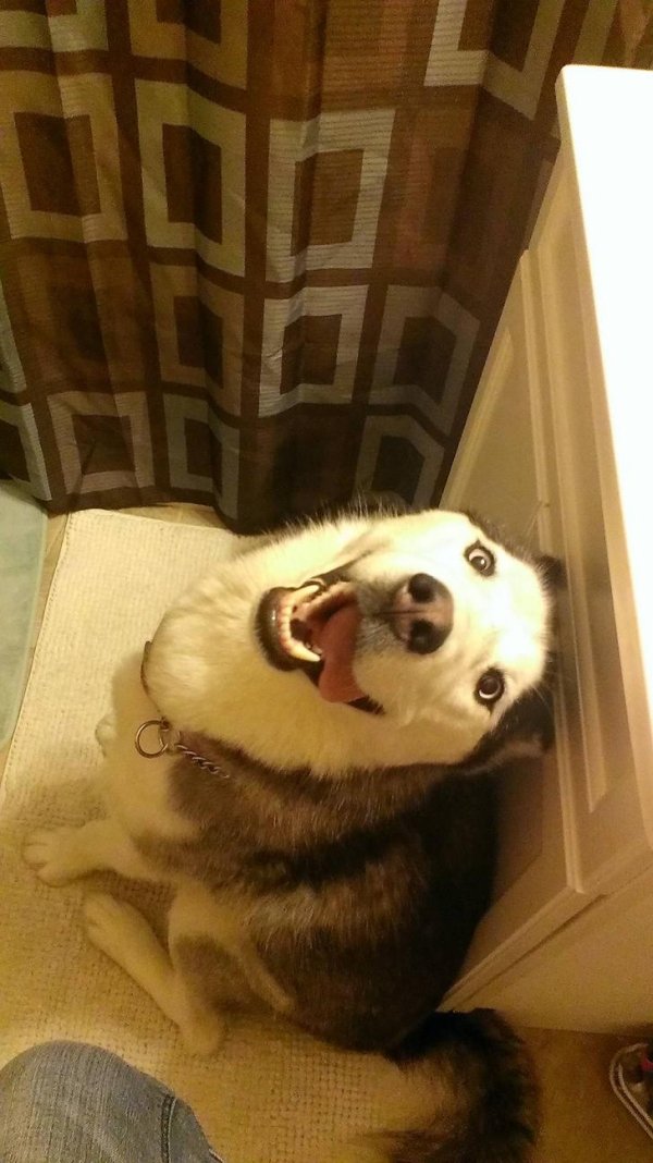 Animals maxing out the derpiness to cuteness ratio (30 pics)