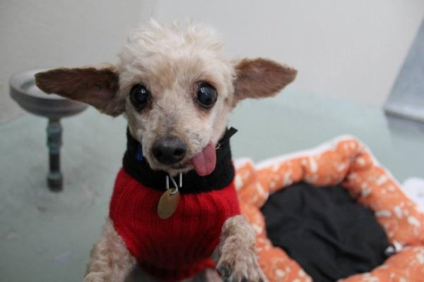 Animals maxing out the derpiness to cuteness ratio (30 pics)