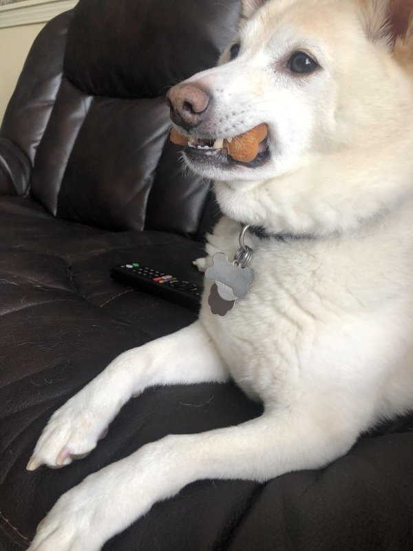Animals maxing out the derpiness to cuteness ratio (30 pics)
