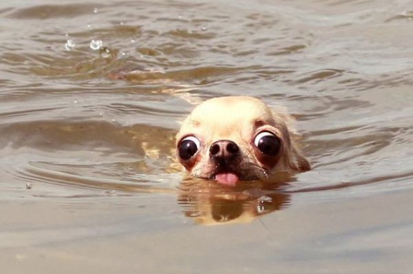 Animals maxing out the derpiness to cuteness ratio (30 pics)