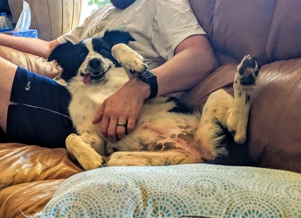 Animals maxing out the derpiness to cuteness ratio (30 pics)