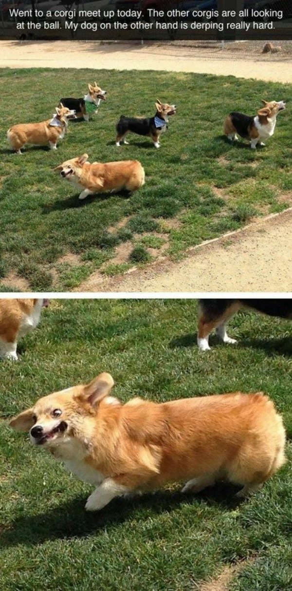 Animals maxing out the derpiness to cuteness ratio (30 pics)