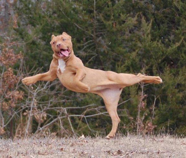 Animals maxing out the derpiness to cuteness ratio (30 pics)