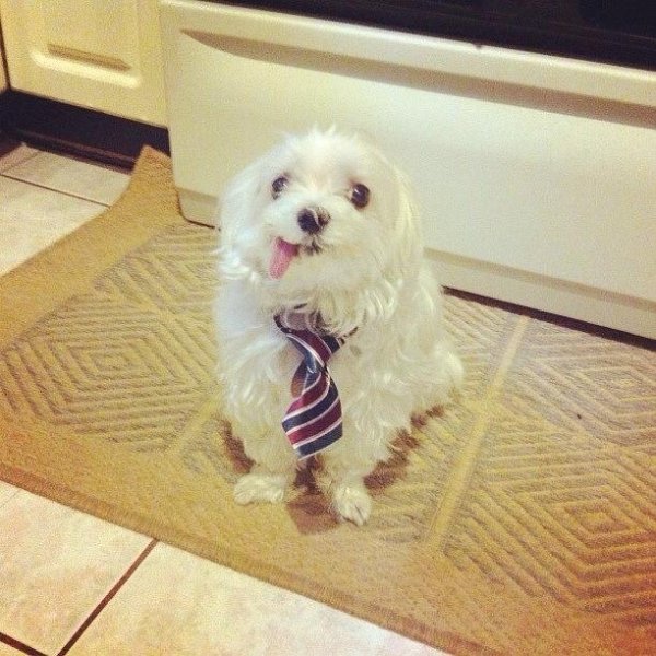 Animals maxing out the derpiness to cuteness ratio (30 pics)