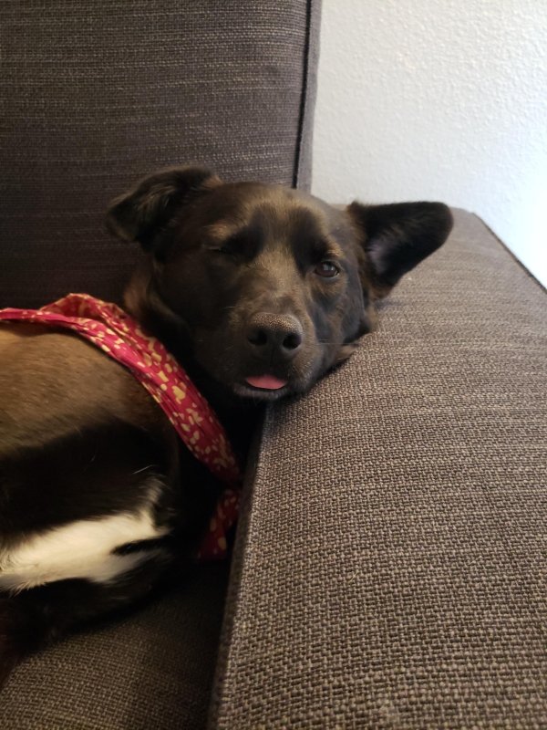 Animals maxing out the derpiness to cuteness ratio (30 pics)