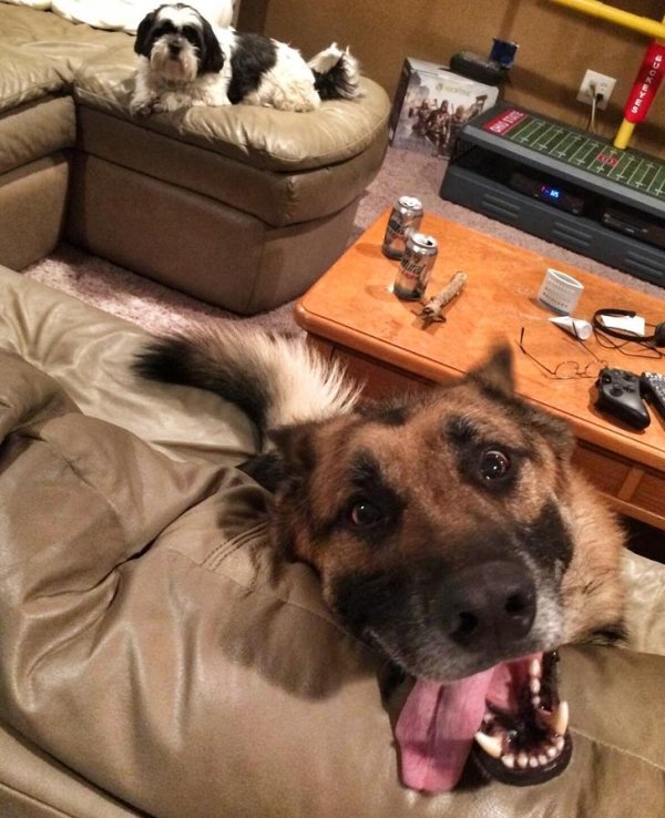 Animals maxing out the derpiness to cuteness ratio (30 pics)