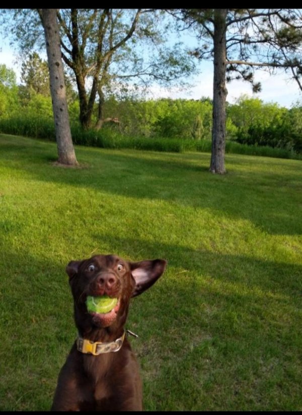Animals maxing out the derpiness to cuteness ratio (30 pics)