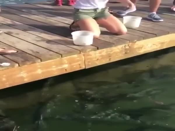 Feeding The Sharks
