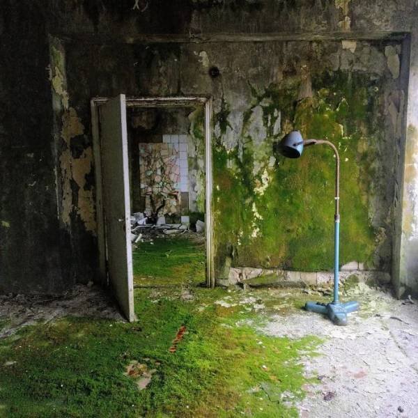 Nature Takes Chernobyl Back (65 pics) Nature Takes Chernobyl Back (65 pics)