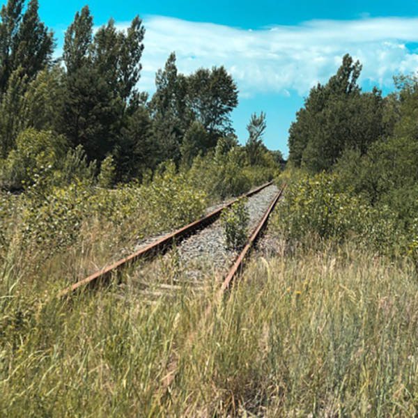 Nature Takes Chernobyl Back (65 pics) Nature Takes Chernobyl Back (65 pics)