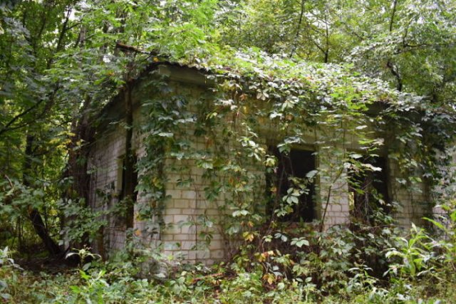 Nature Takes Chernobyl Back (65 pics) Nature Takes Chernobyl Back (65 pics)