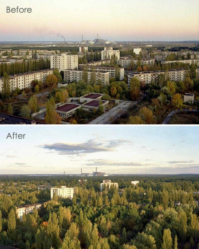 Nature Takes Chernobyl Back (65 pics)