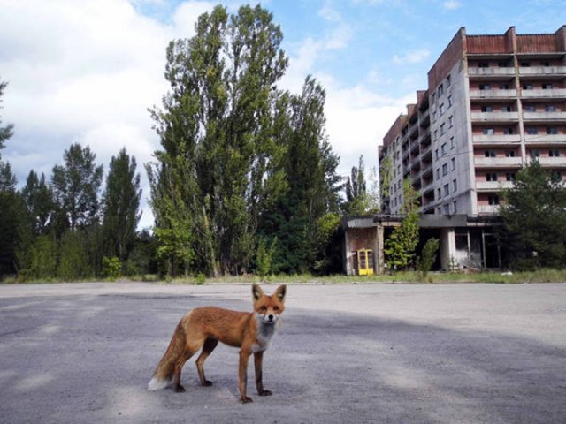 Nature Takes Chernobyl Back (65 pics) Nature Takes Chernobyl Back (65 pics)