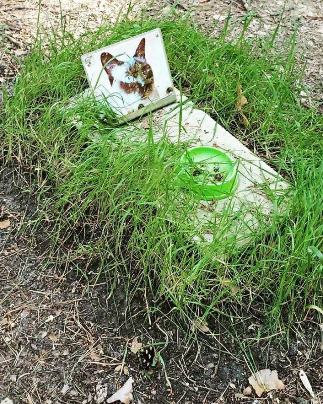 Nature Takes Chernobyl Back (65 pics) Nature Takes Chernobyl Back (65 pics)