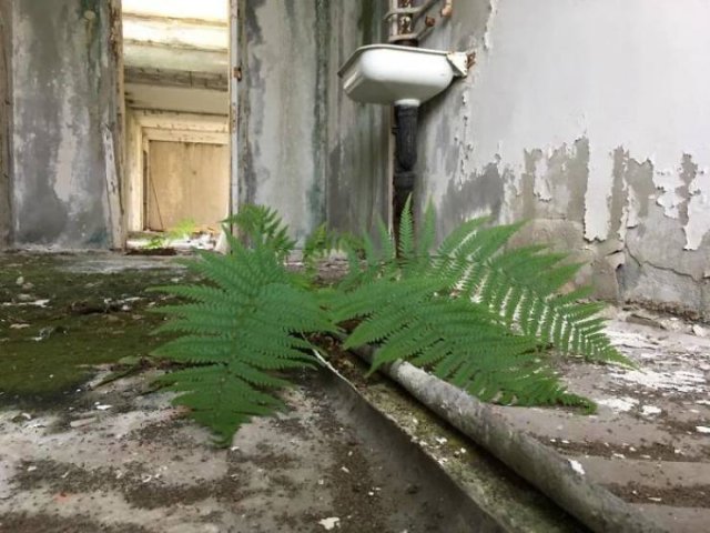 Nature Takes Chernobyl Back (65 pics) Nature Takes Chernobyl Back (65 pics)