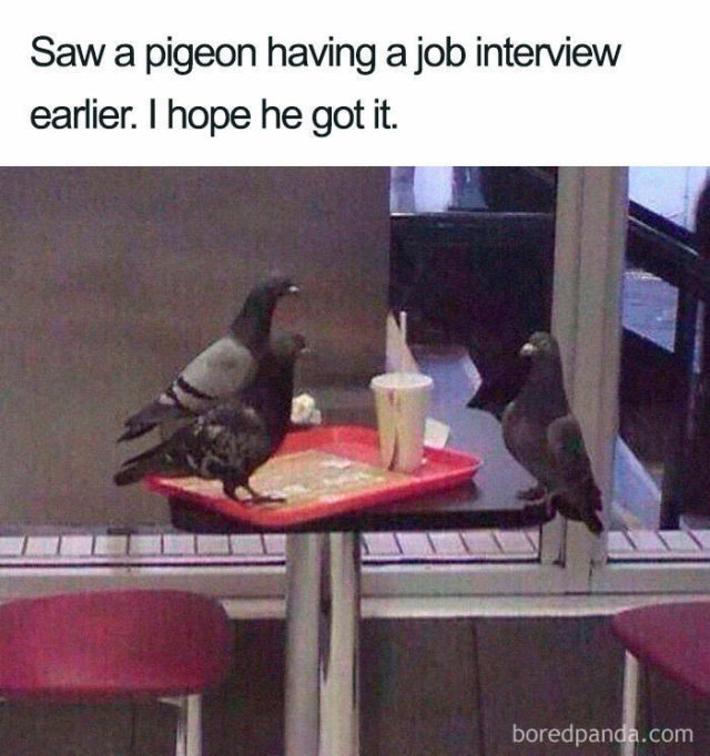 Job Interview Memes (58 pics)