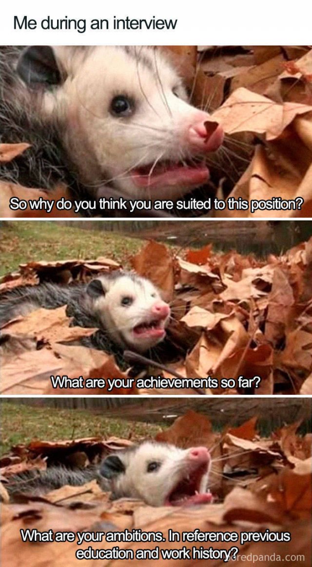 Job Interview Memes (58 pics)