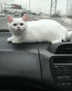 Acid Gifdump, June 27 (25 gifs)