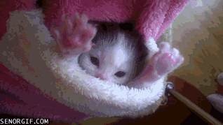 Acid Gifdump, June 27 (25 gifs)