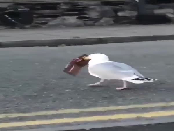 Seagull Is Not Impressed