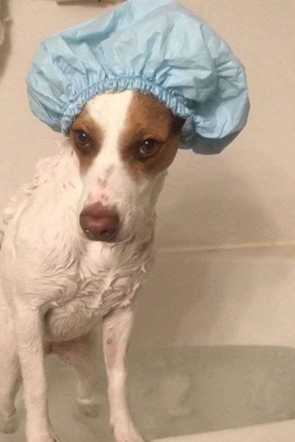 These Dogs Are Not Very Happy (20 pics)