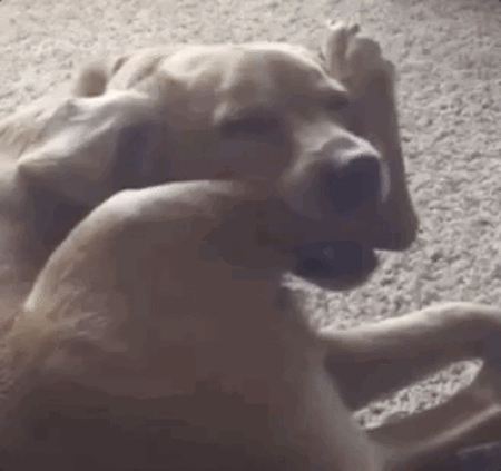 Animal Fails (20 gifs)