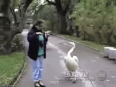 These Birds Are Very Angry (16 gifs)