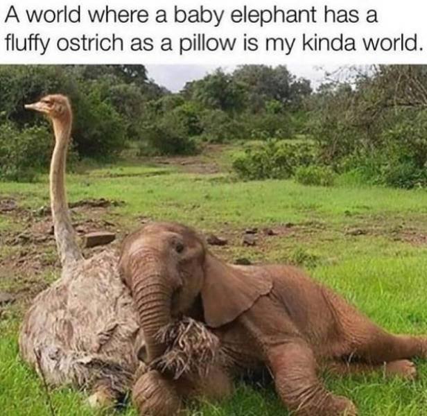 Life Is Awesome! (41 pics)