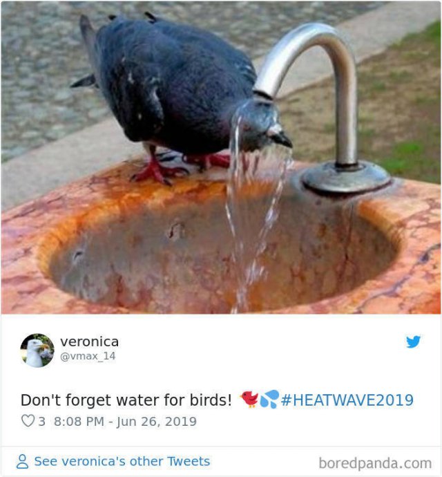 Europe Summer Heatwave Memes (28 pics)