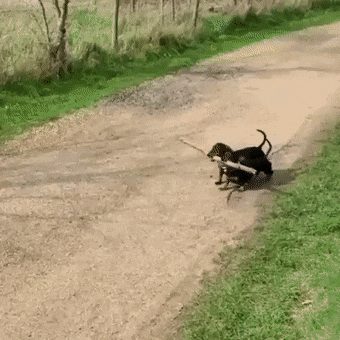 Acid Gifdump, July 1 (25 gifs)