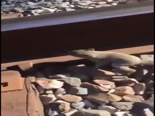 Squirrel Had No Other Way Out