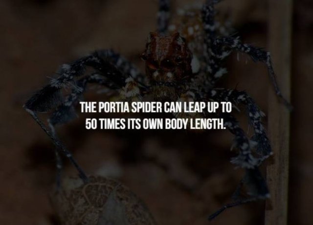 Scary Animal Facts (17 pics)