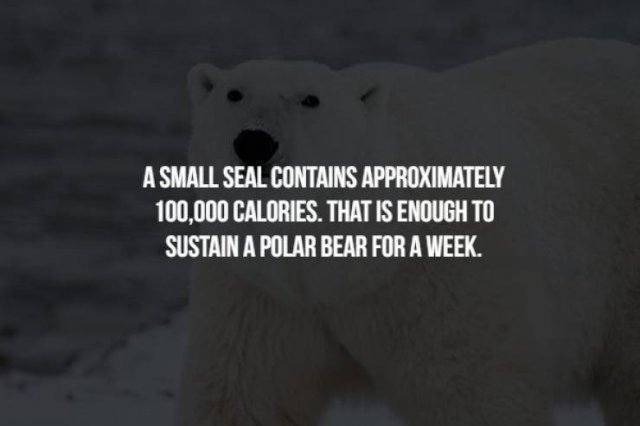 Scary Animal Facts (17 pics)