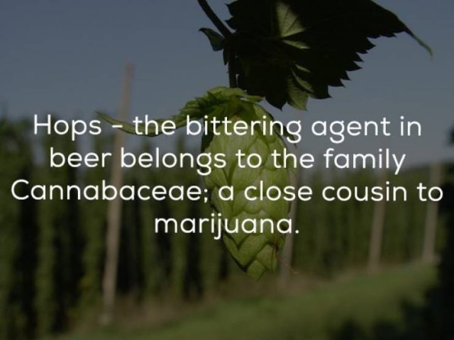 Beer Facts (24 pics)
