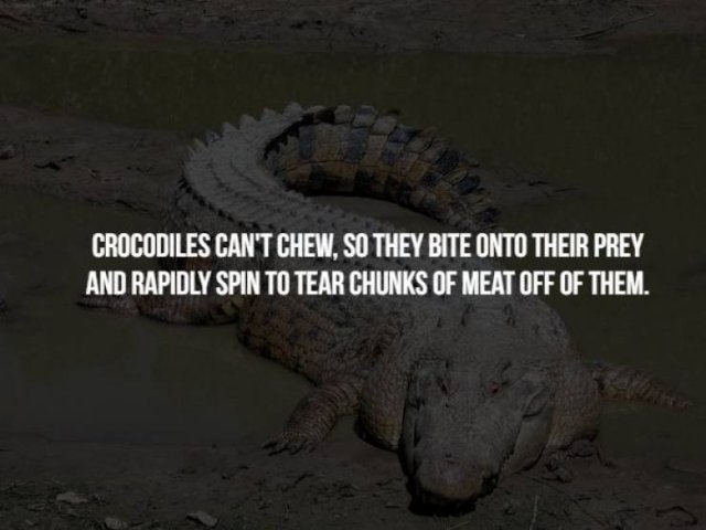 Scary Animal Facts (17 pics)