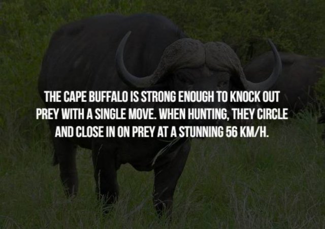 Scary Animal Facts (17 pics)