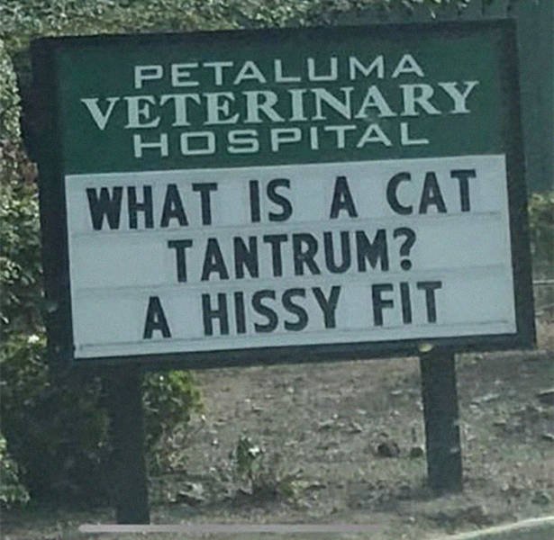 Cat Jokes By Vet Clinics (30 pics)