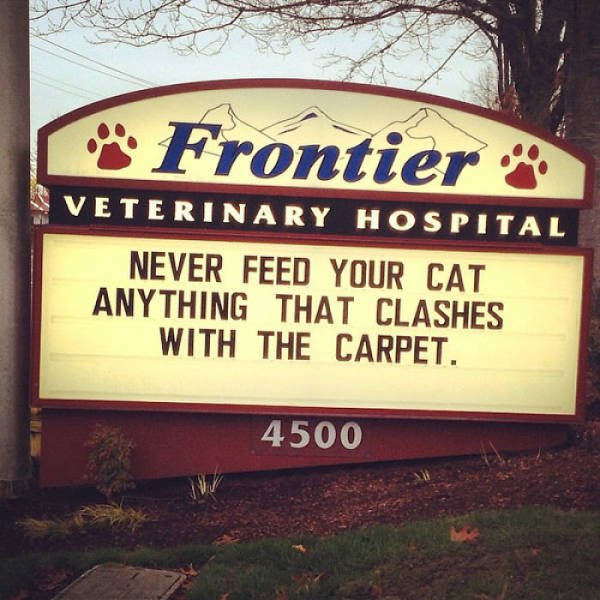 Cat Jokes By Vet Clinics (30 pics)