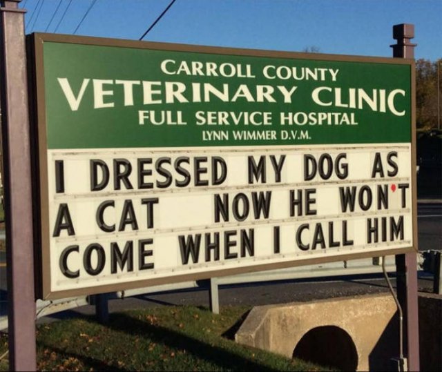 Cat Jokes By Vet Clinics (30 pics)