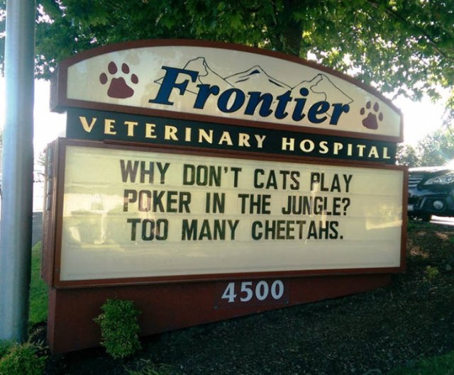 Cat Jokes By Vet Clinics (30 pics)