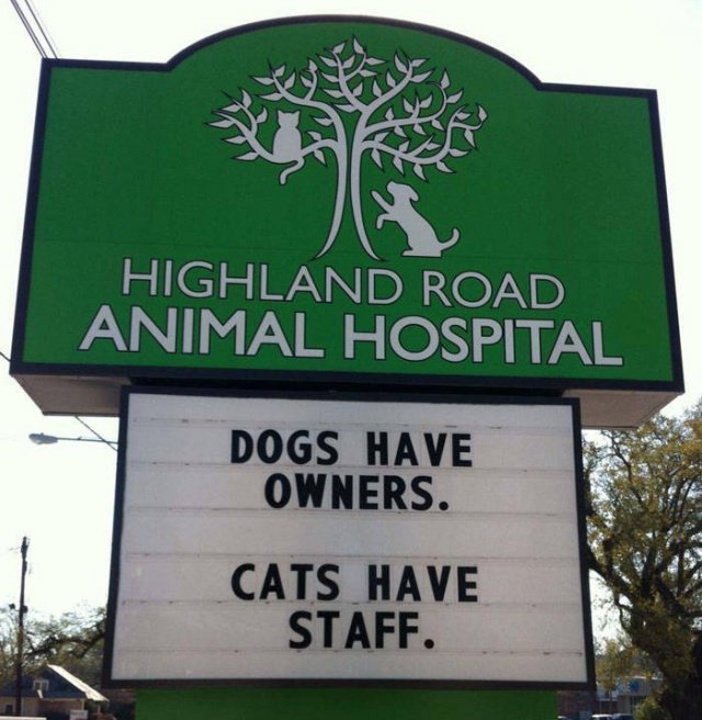 Cat Jokes By Vet Clinics (30 pics)