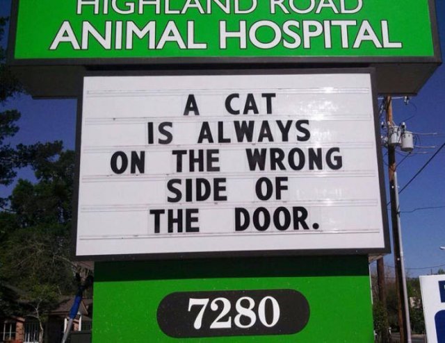 Cat Jokes By Vet Clinics (30 pics)